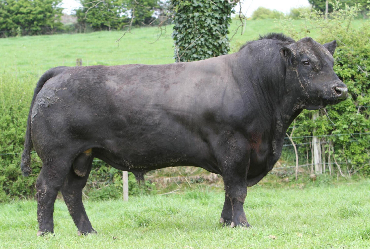 Liss Buster, herdsire at lisduff Angus Get a top class bull at our sale